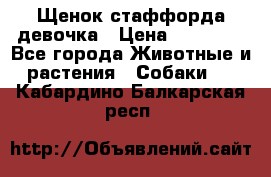Щенок стаффорда девочка › Цена ­ 20 000 - Все города Животные и растения » Собаки   . Кабардино-Балкарская респ.